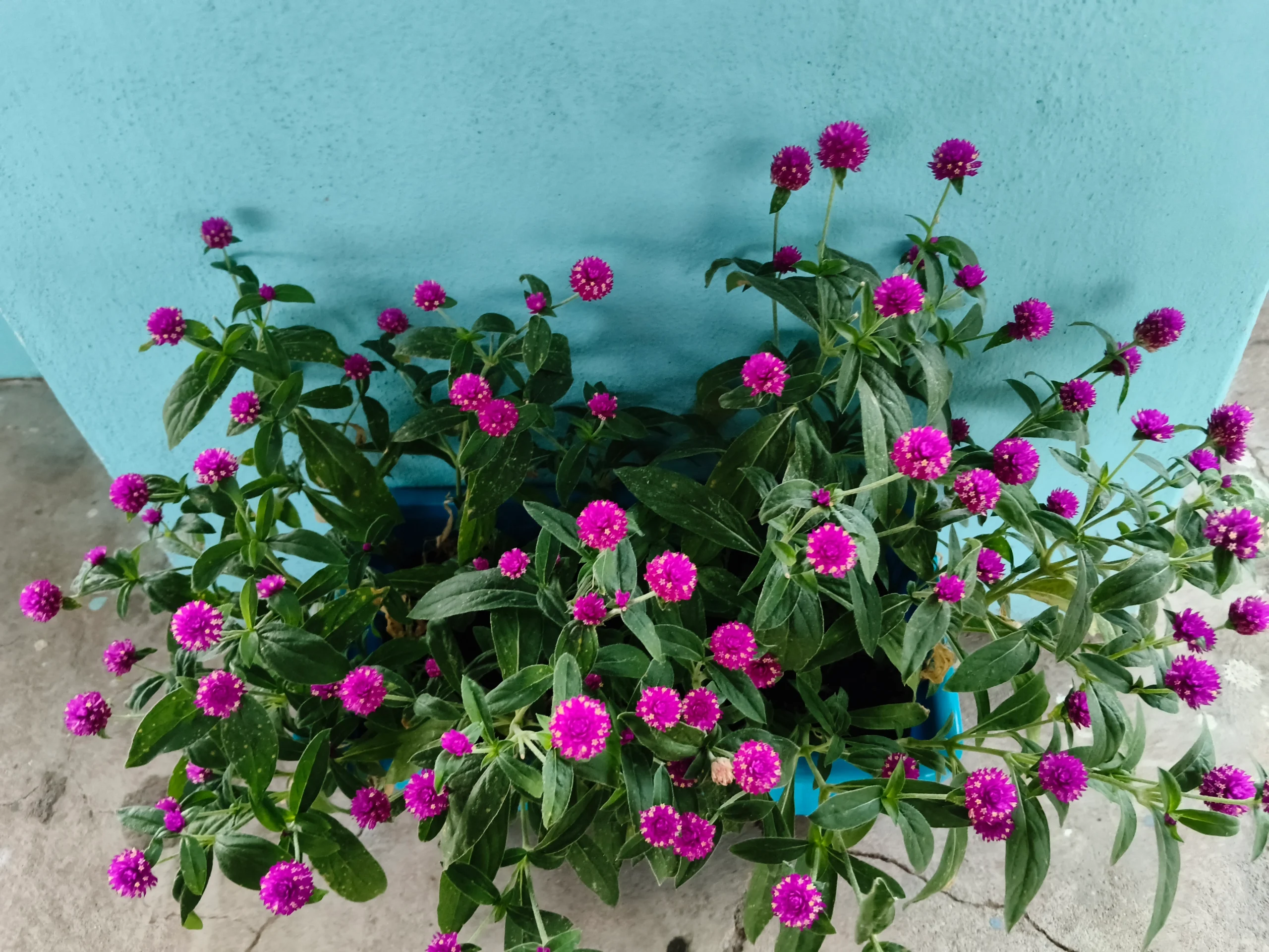 My Gardening Journey