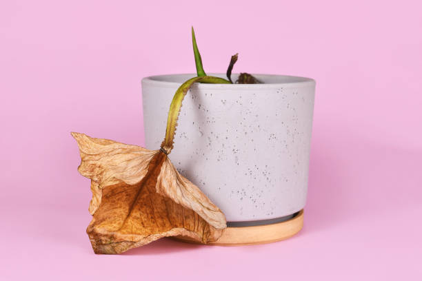 Weak Potted Plant with Yellow Leaves – Signs of Poor Potting Soil and Slow Growth in Containers