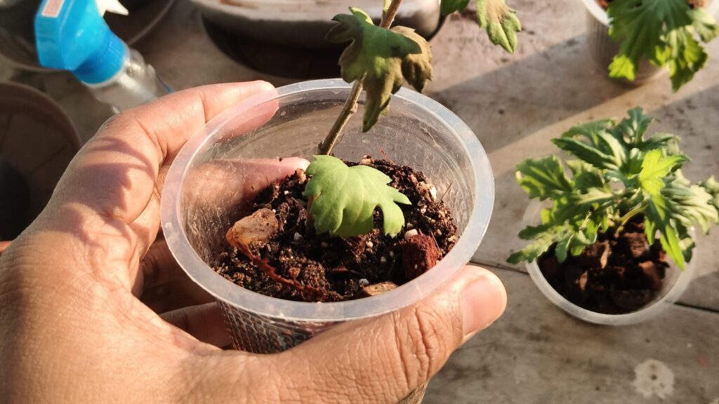 Weak potted plant chrysanthemum with drooping yellowing leaves in a small plastic container showing early root stress and unhealthy potting soil problems in Indian balcony gardening