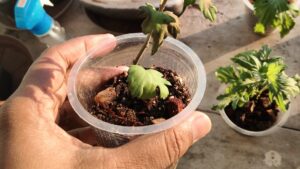 Weak potted plant chrysanthemum with drooping yellowing leaves in a small plastic container showing early root stress and unhealthy potting soil problems in Indian balcony gardening