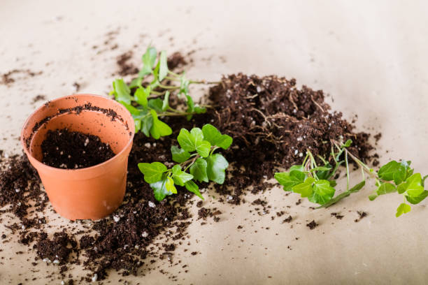 Compacted potting soil and stressed roots around a small container plant showing common signs of poor root growth in container gardening