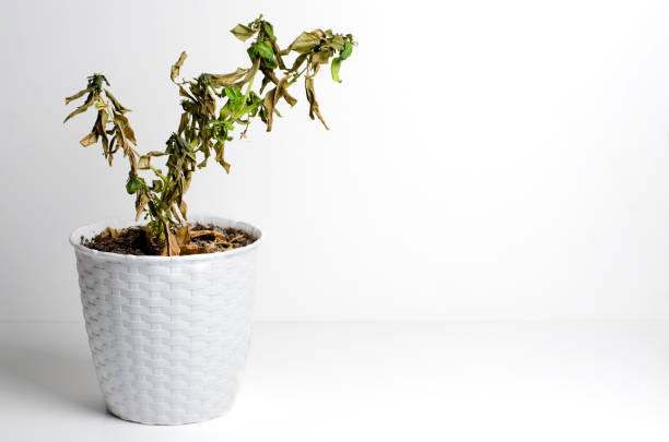 Wilted container plant with dry yellow leaves showing signs of poor potting soil, root stress, and drainage problems in balcony gardening