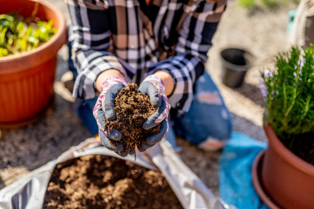 Gardener checking compacted ready-made potting mix showing signs of poor drainage, moisture retention, and unhealthy soil structure in container plants