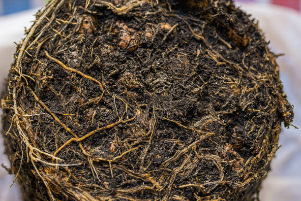 Compacted root-bound potting soil showing poor airflow and root suffocation signs in container gardening