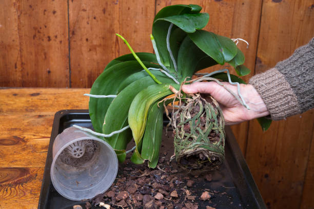 Root-bound orchid showing poor drainage and airflow problems in container soil affecting healthy root growth