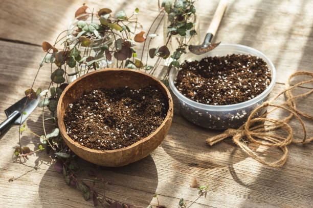Two bowls showing different potting soil textures with perlite, highlighting how poor soil structure and drainage issues cause plants not growing in pots in container gardening