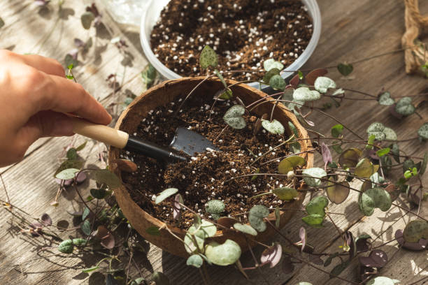 Beginner container gardener loosening compact potting soil to improve airflow, drainage, and healthy root growth in balcony plants