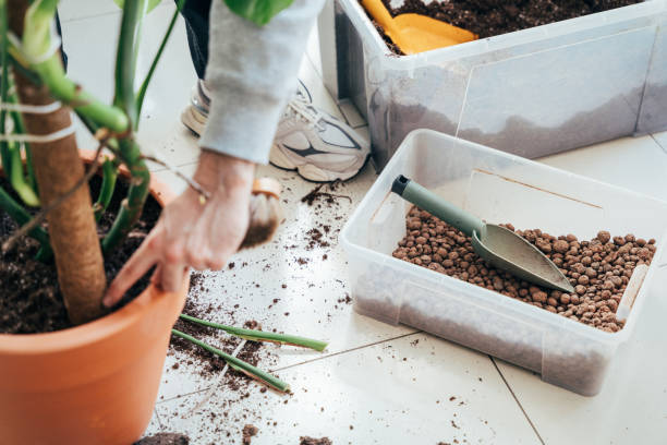 Gardener checking compact potting soil and repotting stressed container plants showing early signs of poor soil drainage, weak root growth, and moisture imbalance in balcony gardening
