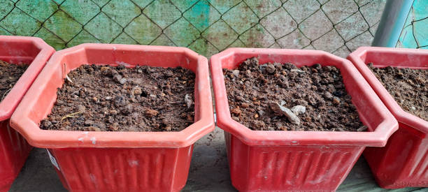 Plastic container pots filled with compacted wet garden soil, showing poor drainage and dense soil structure that can stress roots in container gardening
