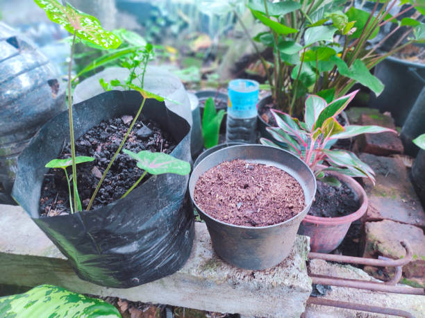 Container plants in pots showing different soil textures and moisture levels in a balcony garden, demonstrating unhealthy potting soil signs like compacted soil, poor drainage, and uneven moisture in container gardening.