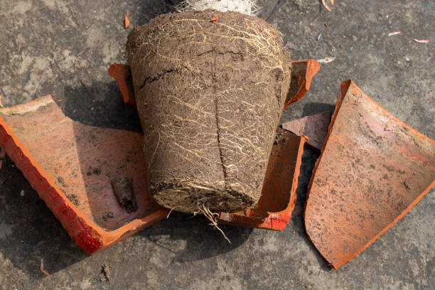 Root-bound plant with compacted soil removed from a broken pot, showing how poor soil structure in containers restricts root growth and stresses plants over time