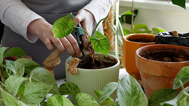Gardener checking unhealthy roots and dry leaves in a potted houseplant showing early warning signs of poor potting soil and root stress in container gardening