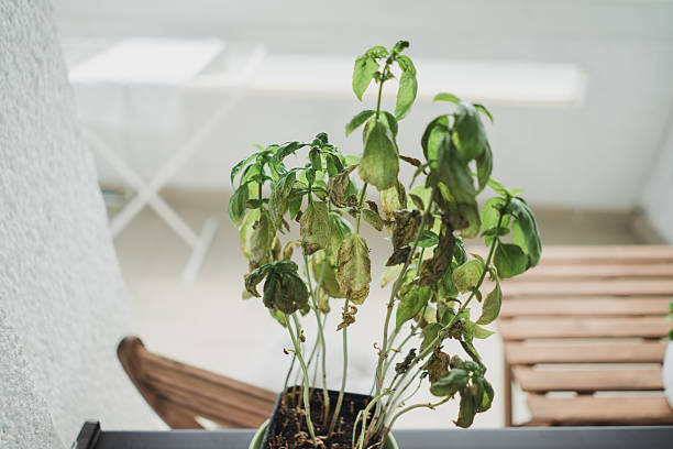 Wilted balcony potted plant with dry drooping leaves showing stress from poor soil drainage, root rot, and harsh terrace gardening conditions