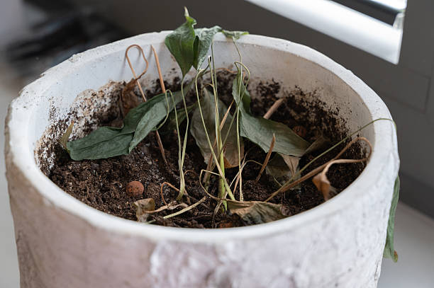 Wilted balcony container plant in compact soil showing root stress, poor drainage, and moisture imbalance caused by terrace gardening soil problems