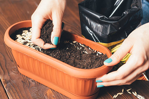 Beginner gardener preparing container pot with balanced ready-made potting mix for healthy root growth and better drainage in potted plants