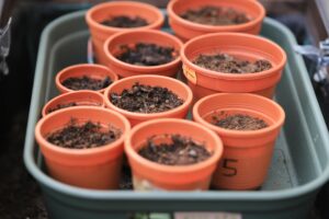 Small plastic pots filled with dark potting soil placed in a tray, showing early-stage container gardening setup where plants may struggle due to poor potting mix and drainage issues