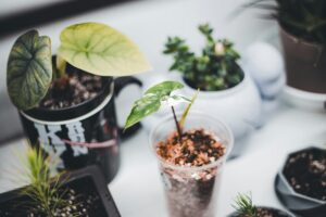 Different potted plants in airy container gardening soil mix showing how the same potting soil can affect plant growth differently in balcony and indoor container gardening setups