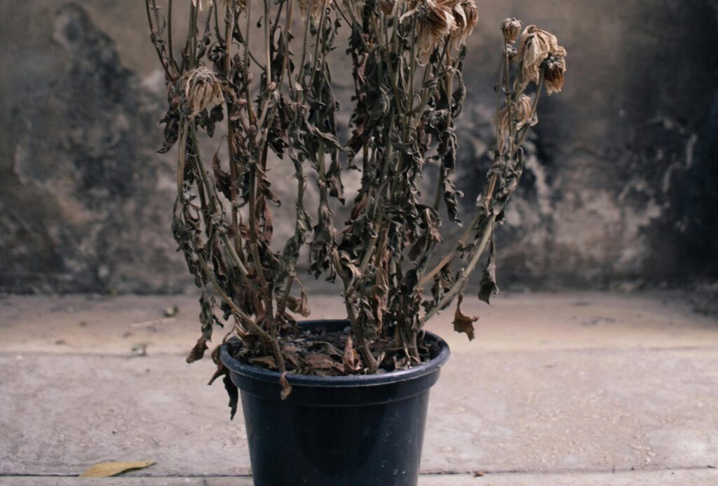 Dead potted plant with dried leaves showing severe root stress from poor drainage and waterlogged soil in container gardening