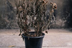 Dead potted plant with dried leaves showing severe root stress from poor drainage and waterlogged soil in container gardening