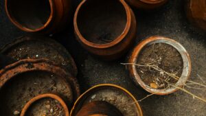 Terracotta pots filled with compacted garden soil in a container gardening setup, showing how dense soil structure in pots can affect drainage, airflow, and root health over time