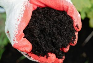 Gardener holding dark healthy potting soil by hand to check soil texture, moisture, and drainage signs naturally for balcony and terrace container gardening without tools.