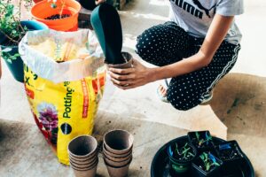 Beginner gardener using ready-made potting mix for container gardening while planting seedlings in balcony pots to fix slow plant growth and poor soil issues