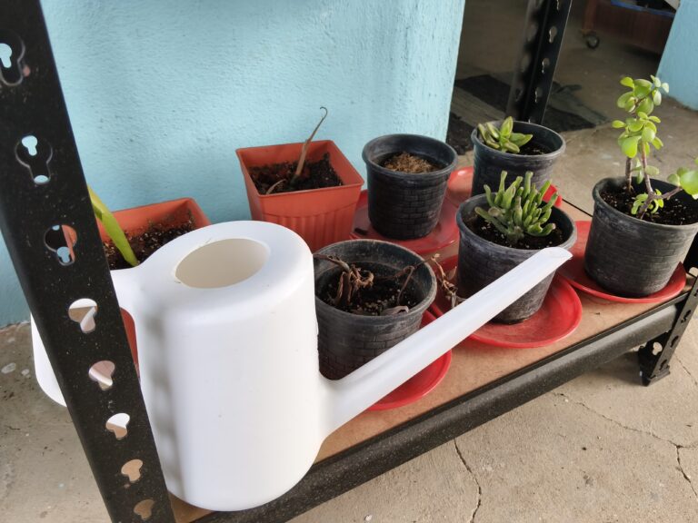 Long-spout watering can used to precisely water succulents and small potted plants on a shelf, demonstrating how controlled watering helps prevent overwatering, soil disturbance, and root stress in container gardens.