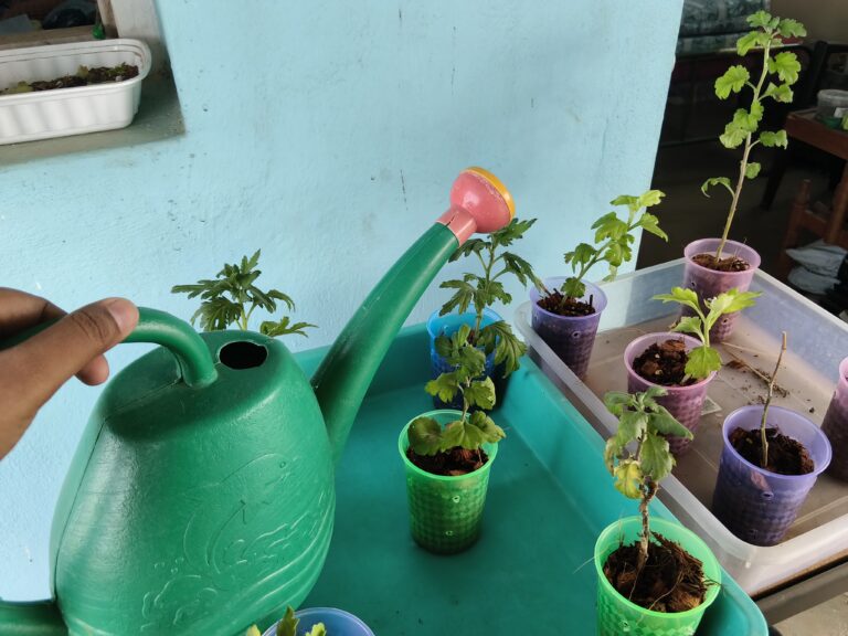 Watering young container plants with a medium-sized watering can and shower rose, demonstrating gentle watering to prevent soil erosion, root disturbance, and uneven moisture in potted plants.