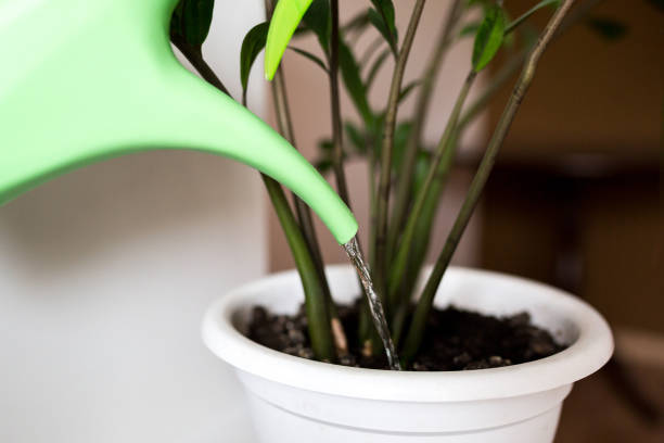 Watering a potted indoor plant with a watering can, showing how adjusting watering routines based on soil moisture and changing growing conditions supports healthy container plants