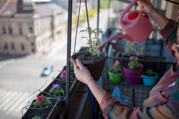Gardener watering balcony container plants with a watering can after checking soil moisture as part of a simple daily watering routine