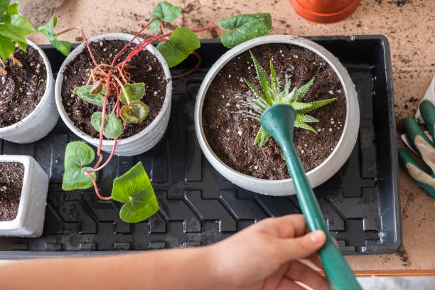 Watering a container plant in a terracotta pot while checking soil moisture, illustrating why overwatering and underwatering symptoms can be difficult to identify in potted plants.