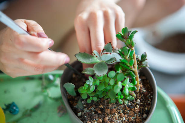 Gardener using a stick to check soil moisture in a potted succulent, a simple method to know when container plants need water without a moisture meter.