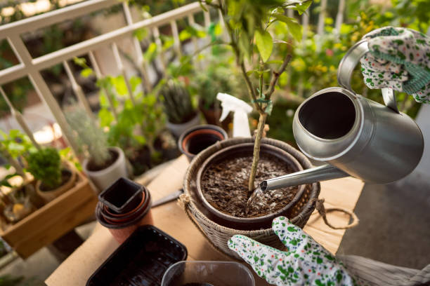 Watering a potted plant on a balcony garden while checking soil moisture, showing common container gardening practices to prevent overwatering and underwatering problems.