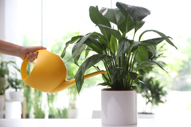 Peace lily in a container showing drooping leaves while being watered, illustrating signs of improper watering in larger potted plants.