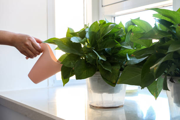 Watering a healthy growing pothos in a container, showing how watering needs change as potted plants develop larger roots and fuller foliage.