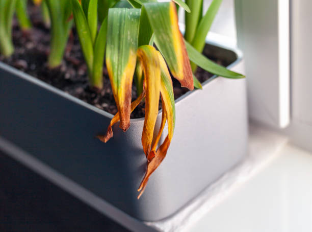 Why Overwatering Happens Easily in Balcony and Terrace Garden Containers