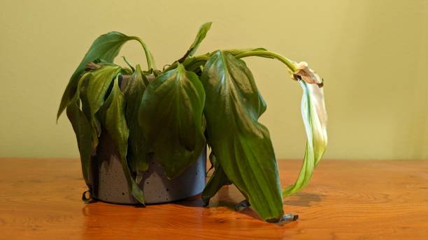 Wilted potted plant with drooping leaves showing common signs of underwatering and moisture stress in a balcony or terrace container garden.