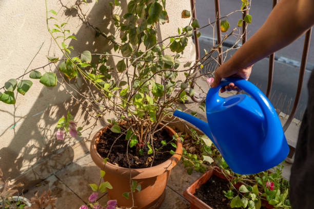 Checking soil moisture before watering a potted plant in a terracotta container, demonstrating proper watering practices to prevent overwatering and underwatering in container gardening.