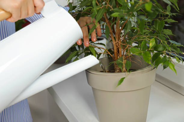Gardener watering a container plant, highlighting how weather, pot size, soil mix, and microclimate influence watering frequency in potted plants