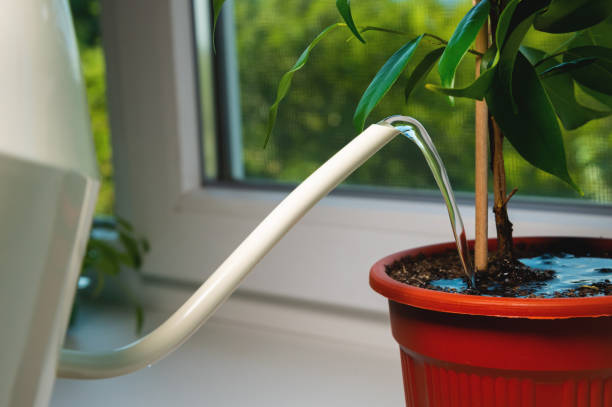 Gardener watering a potted plant while soil remains visibly moist, illustrating how incorrect watering frequency can lead to overwatering, underwatering, and container plant stress