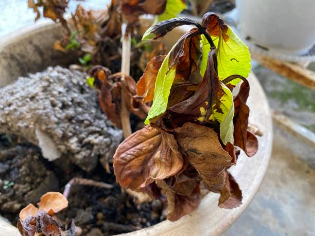 Wilted container plant with brown crispy leaves, drooping stems, and stressed foliage in a pot, showing common signs of severe watering problems and root stress in container gardening.