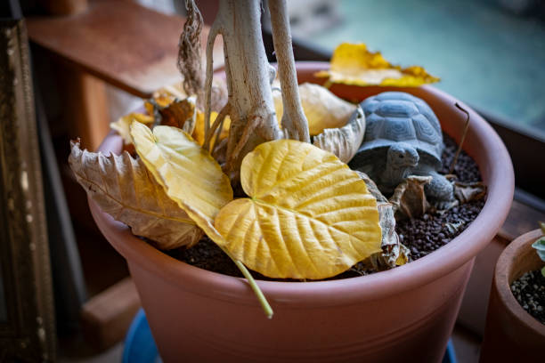 How to Prevent Overwatering in Balcony and Terrace Garden Pots