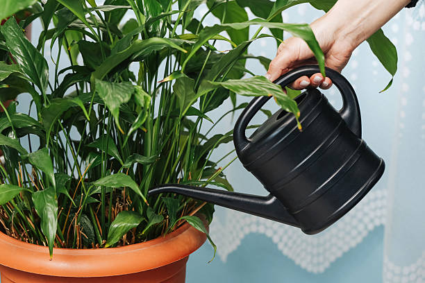 Deep watering a large potted peace lily with a watering can to keep the entire root ball evenly moist during active plant growth.