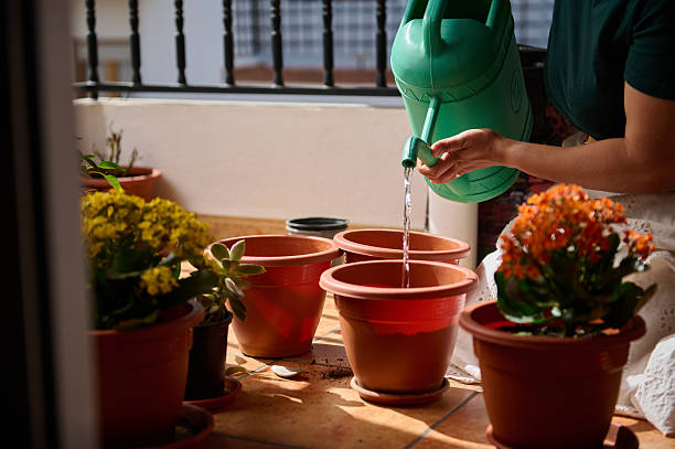 Gardener watering container plants on a sunny balcony while following a flexible watering routine based on soil moisture and plant needs
