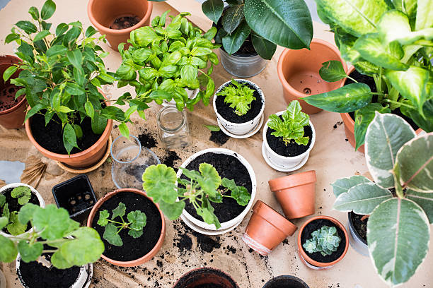 Collection of container plants in different pot sizes and materials showing how potting mix, containers, and growing conditions affect soil moisture levels.