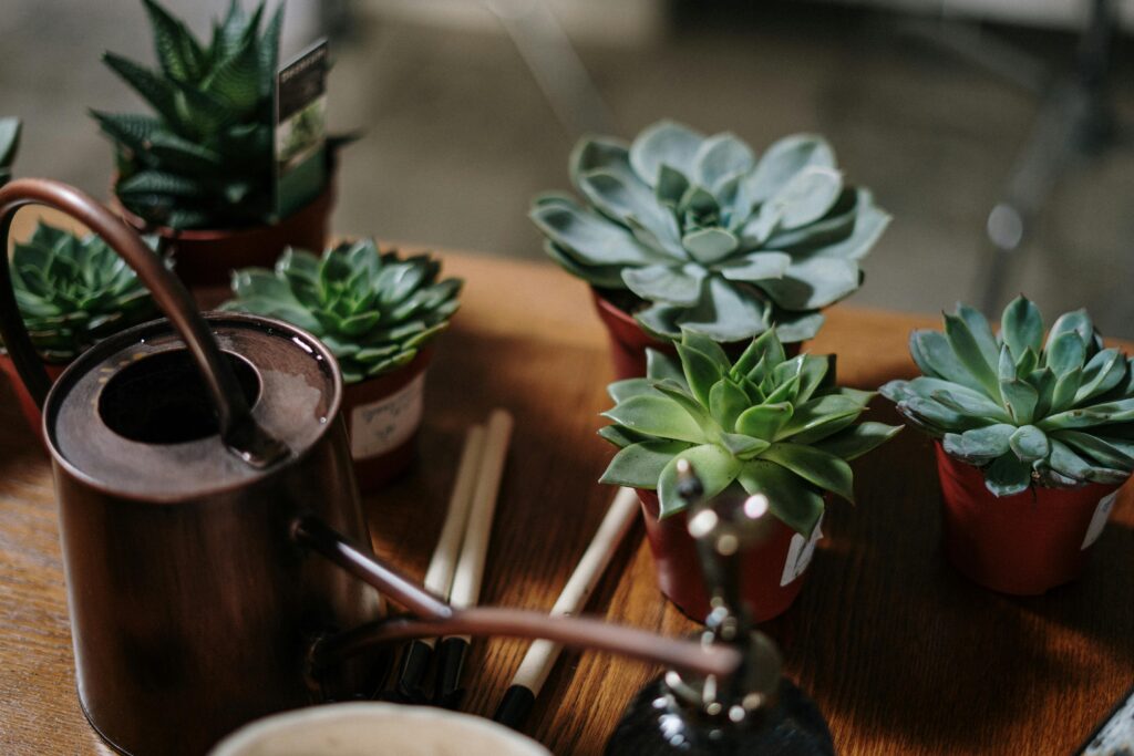 Small potted succulents beside a watering can, illustrating why watering is one of the biggest challenges in container gardening and potted plant care.