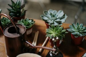 Small potted succulents beside a watering can, illustrating why watering is one of the biggest challenges in container gardening and potted plant care.