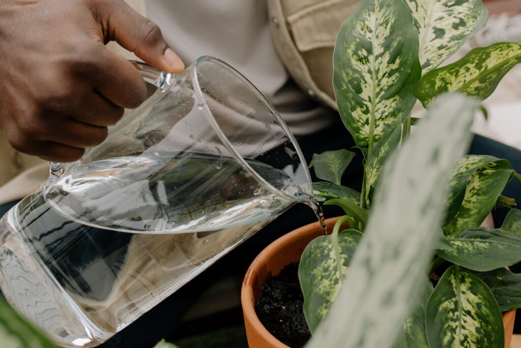 Adjusting watering for a growing potted plant by slowly deep watering until moisture reaches the root zone in a container garden.