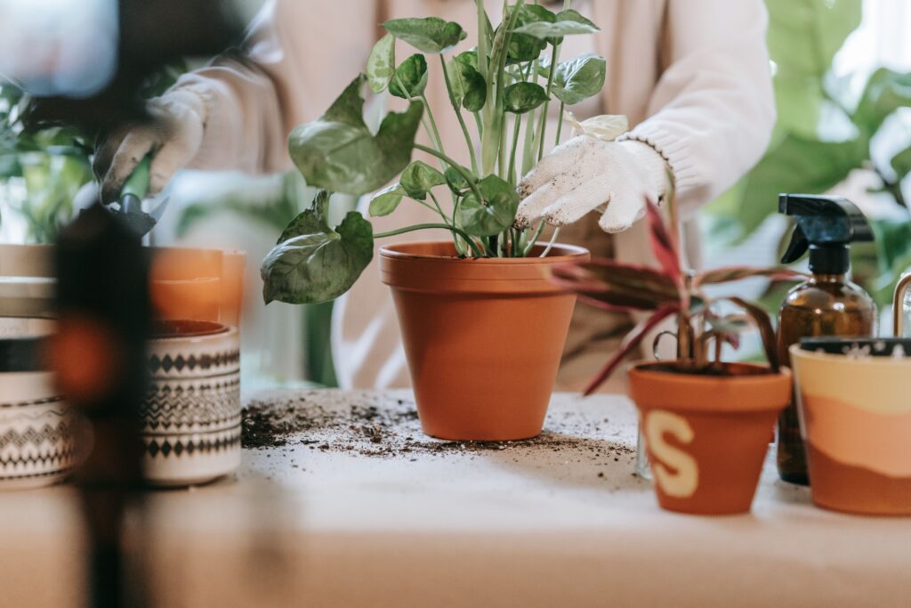 Gardener checking soil moisture while repotting container plants to build a simple watering routine for healthy balcony and terrace gardens
