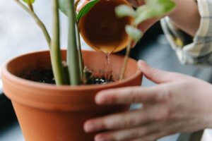 Person checking soil moisture while watering a potted plant in a terracotta container, demonstrating proper watering techniques to prevent overwatering and underwatering in container gardening.